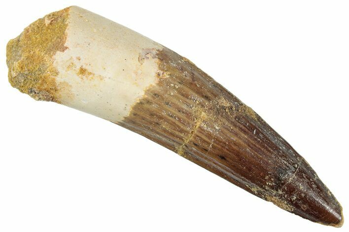 Fossil Spinosaurus Tooth - Real Dinosaur Tooth #259627
